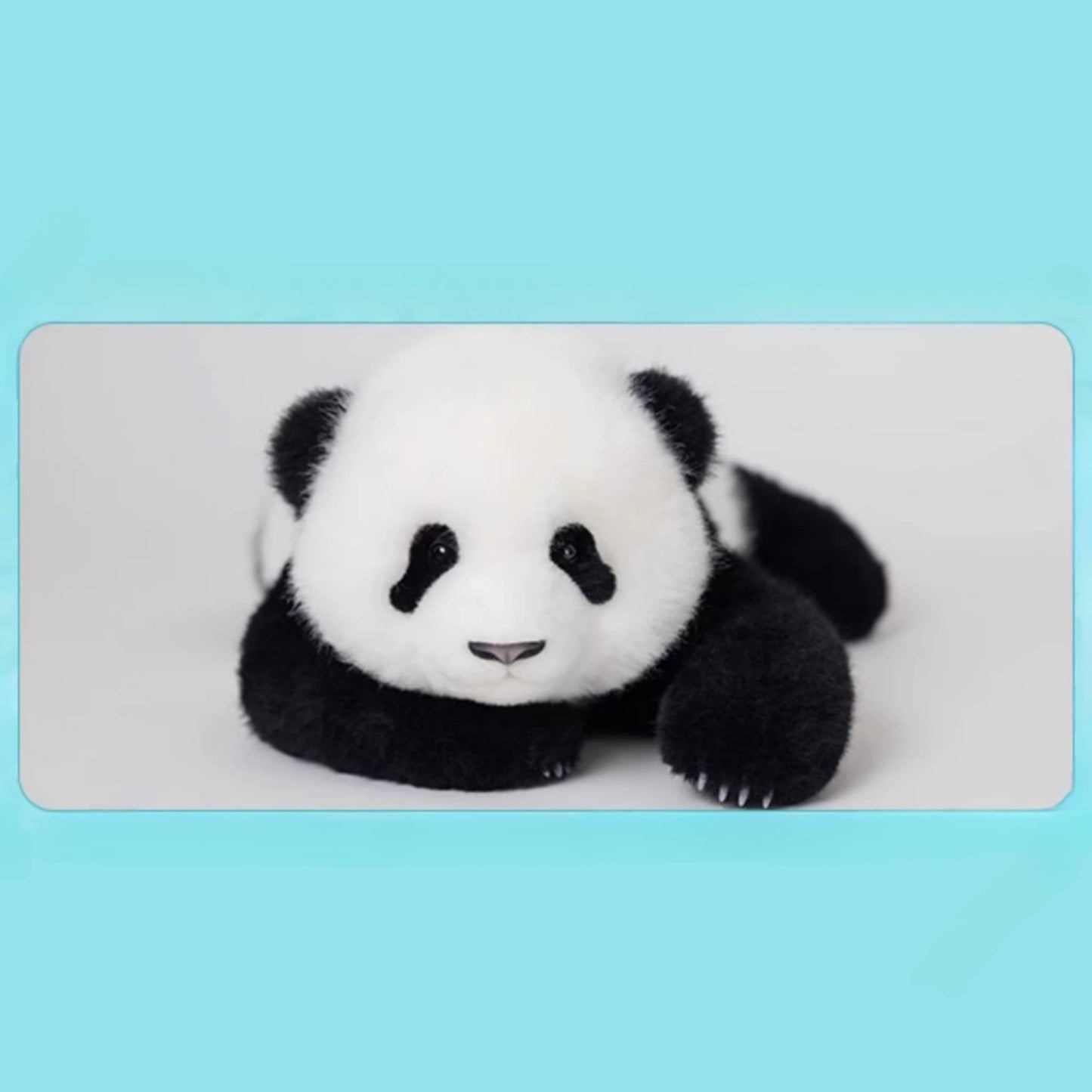 Meng Lan Panda Plush – The Prince of the Panda World 🐼👑