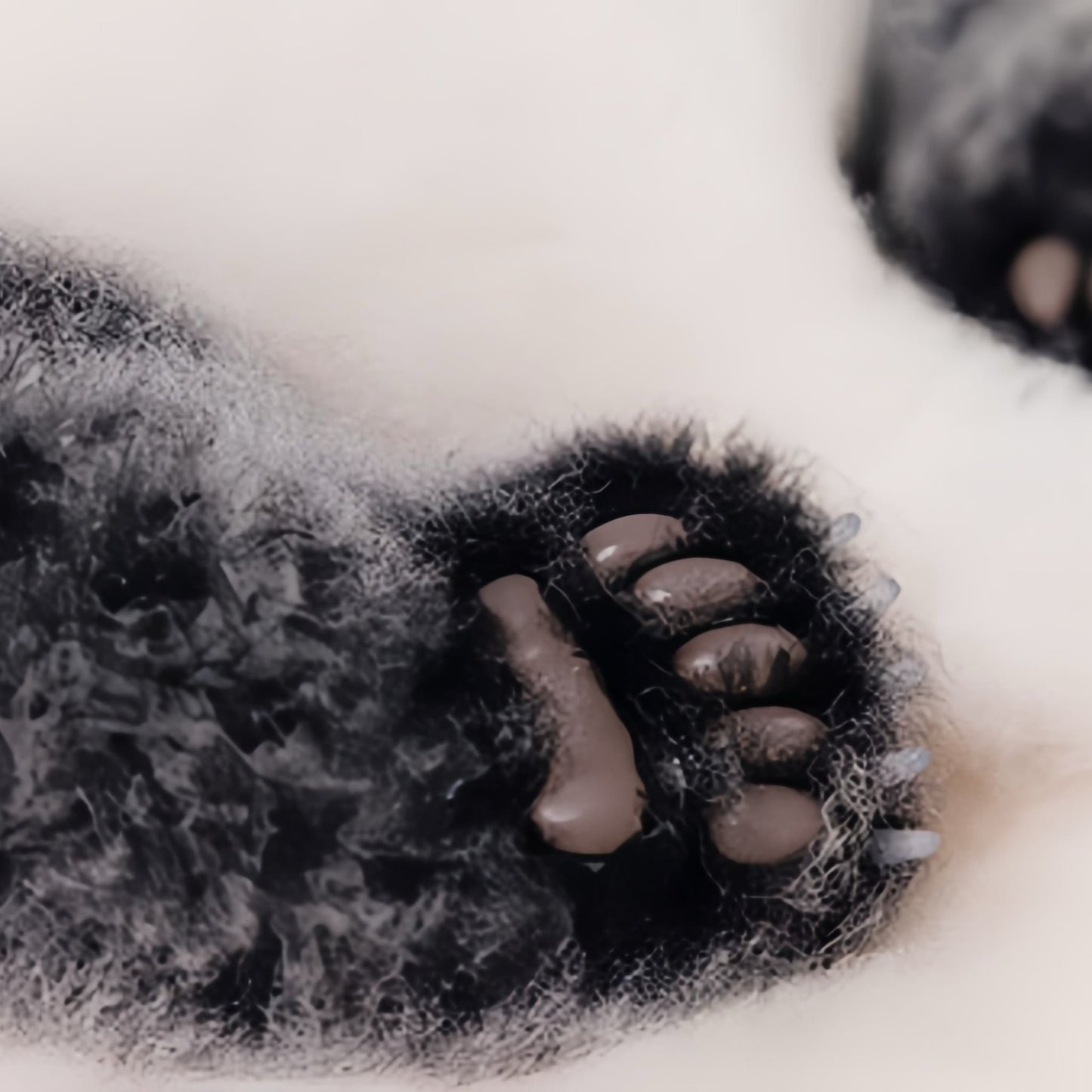 Panda He Hua – The Ultimate Handcrafted Panda Plush, Your Legal Way to Adopt a Giant Panda 🐼💖