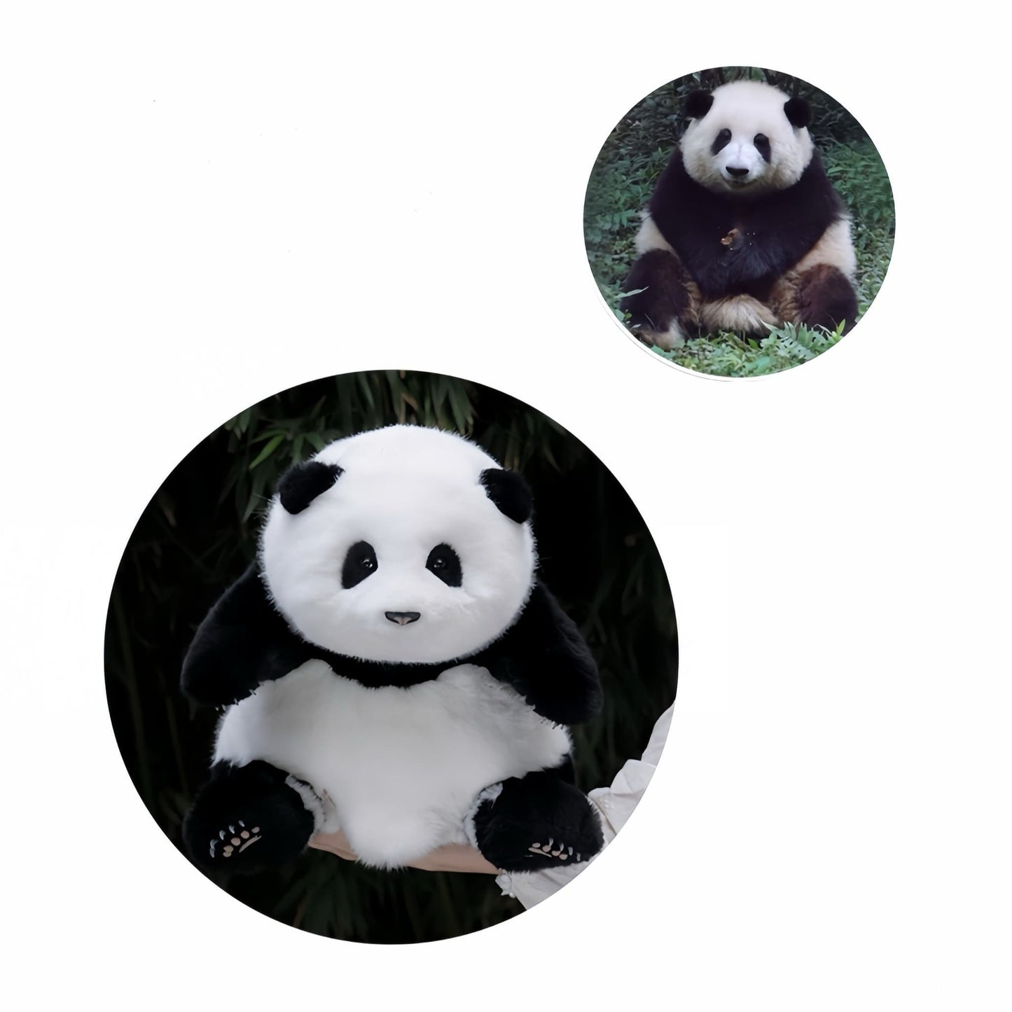 He Hua Panda – La Adele del mundo panda 🐼🎶